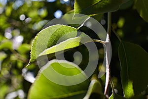 Green pear leaves in the rays of the sun. Macro of pear leaf