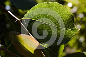 Green pear leaves in the rays of the sun. Macro of pear leaf