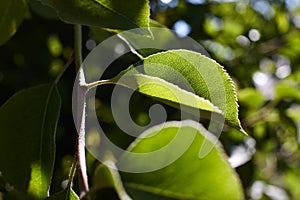 Green pear leaves in the rays of the sun. Macro of pear leaf