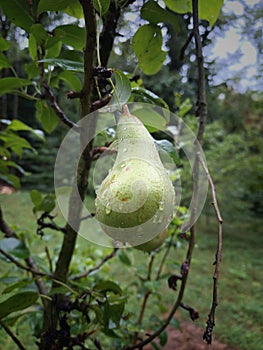 Pear. Pyrus. Raindrops on a pear fruit.