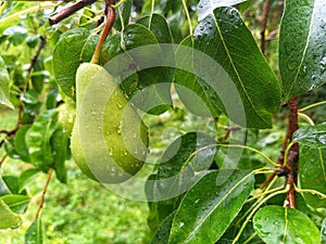 Pear. Pyrus. Raindrops on a pear fruit.