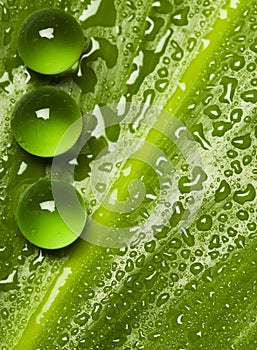 Green pearls on wet leaf