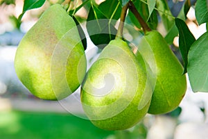 Green pears