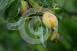 Green pears on a branch with rain drops in close up