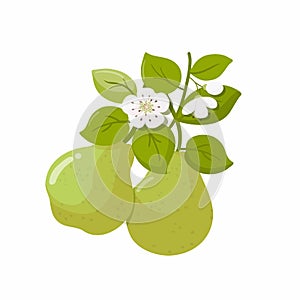 Green pears with branches, leaves and flowers. Fruit illustration