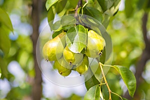 Green pears
