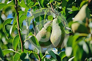 Green Pears Hanging On a Tree In Summer