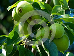 Green pears hanging on a tree, surrounded by lush leaves, under sunlight