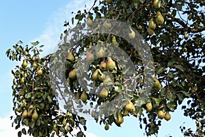 Green pears ripen on tree branches in summer