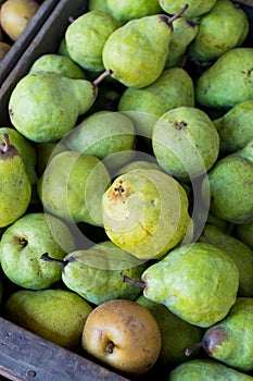 Pears at Detering Farm in Eugene Oregon photo