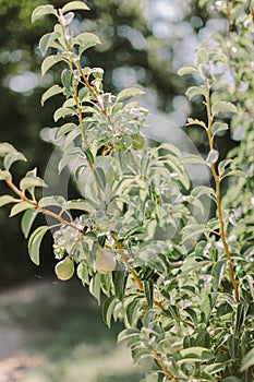 Green pears tree in summer