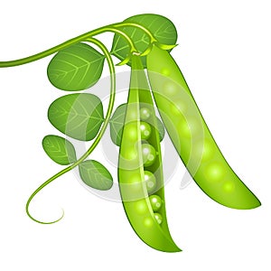 Green peas