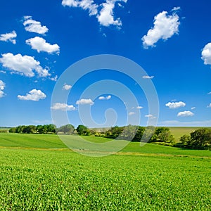 Green peas field and blue sky with clouds