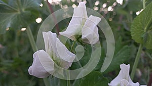 Green peas flowers. A valued and delicious vegetable of peshawar rural.