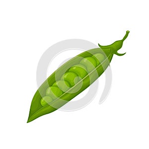 Green peas. Fresh vegetable. Peas from the garden. A ripe pod of green peas. Vector illustration isolated on a white