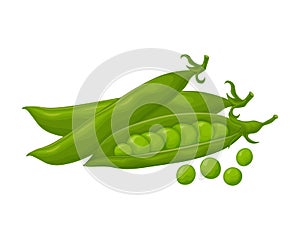 Green peas. Fresh vegetable. Peas from the garden. A ripe pod of green peas. Vector illustration isolated on a white