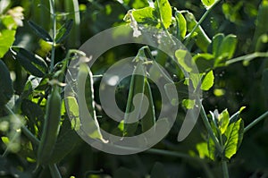 Green peas grow in the garden. Beautiful close up of green fresh peas and pea pods. Healthy food.