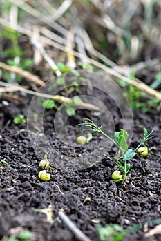 Green peas growing in field where wheat plants were harvested, cover crops to improve soil structure