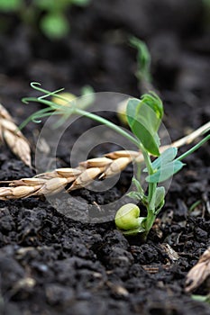 Green peas growing in field where wheat plants were harvested, cover crops to improve soil structure