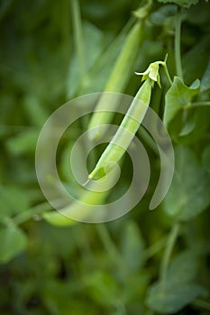 Green peas growing in garden closeup