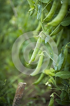 Green peas growing in garden closeup