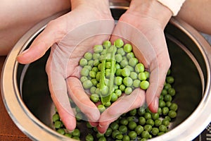 Green peas in hands