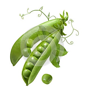 Green peas in open pod isolated on white background