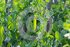 Green peas plant in the garden