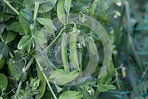 Green peas plant in the garden