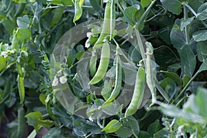 Green peas plant in the garden