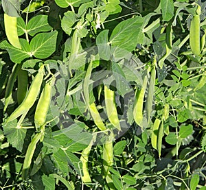 Green peas plant with growing pods.