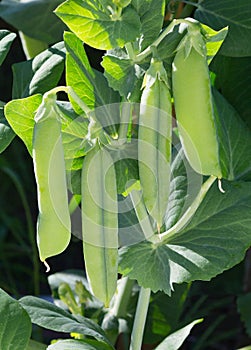 Green peas plant with growing pods. Pods green peas