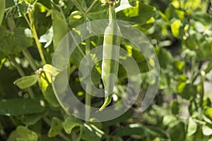 Green peas plant with young pods growing in the garden, sunlight, blurred background