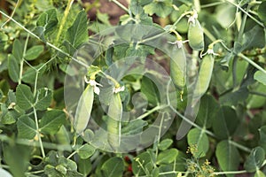 Green peas in pods grow in the garden. Growing vegetables, background