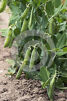 Green peas in pods grow in the garden. Growing vegetables, background