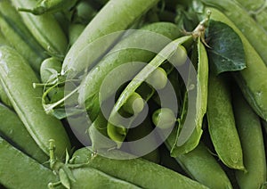 Green peas pods