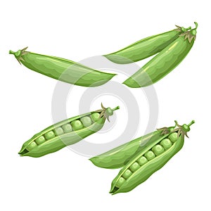 Green peas set. Eco farm fresh food. Sweet green pea pods. Closed and open. Vector illustrations