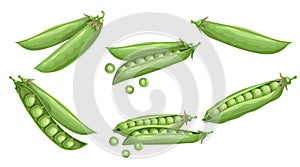 Green peas set. Fresh organic vegetables collection. Best for packaging, menu designs, flyers etc.