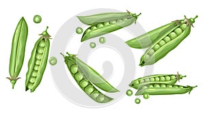 Green peas set. Fresh organic vegetables collection. Best for packaging, menu designs, flyers etc.