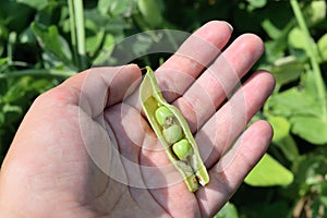 green peas spoiled with worms