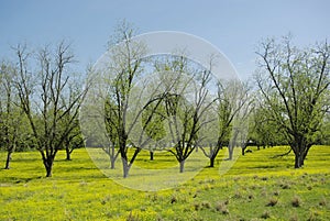 Green Pecan Grove in Spring