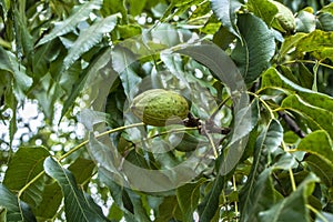 Green pecan nuts growing on tree