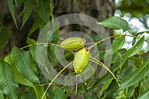 Green pecan nuts growing on tree