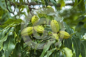 Green pecan nuts growing on tree