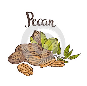 Green Pecan nuts with leaves and dried Pecan nuts isolated on a white background.
