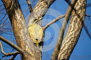 Green pecker photo