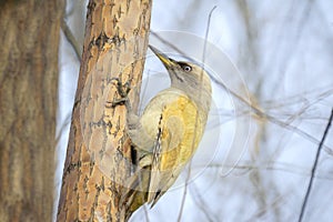 Green pecker photo