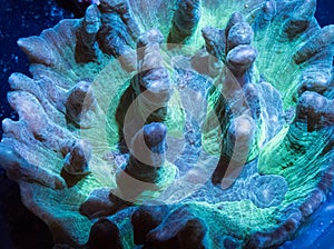 Green pectinia coral