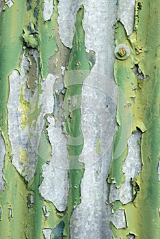 Green peeling paint on corrugated iron
