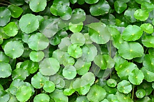 Green pennywort plant photo